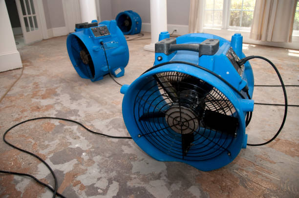 Best Mold removal after water damage  in West Union, OH